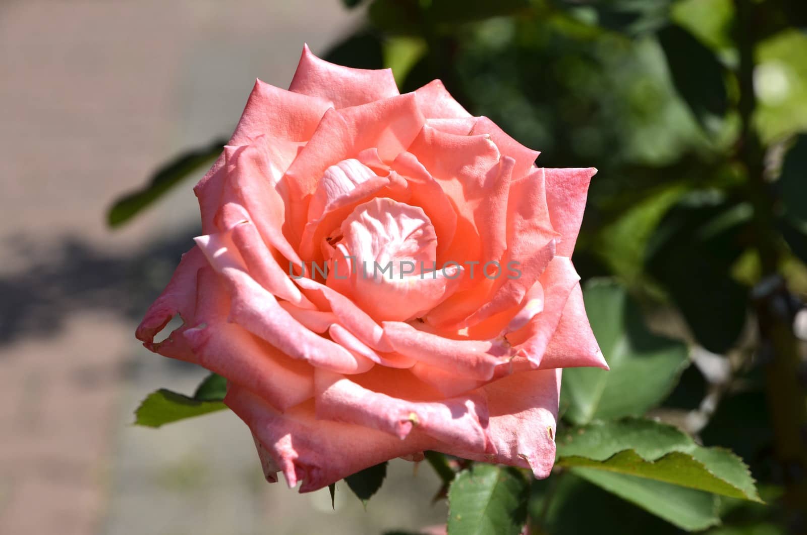 beautiful rose flowers