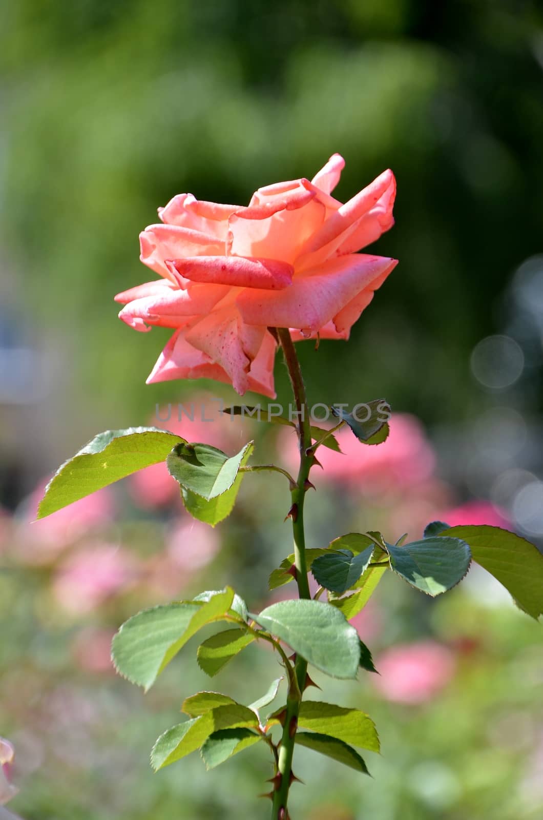 beautiful rose flowers