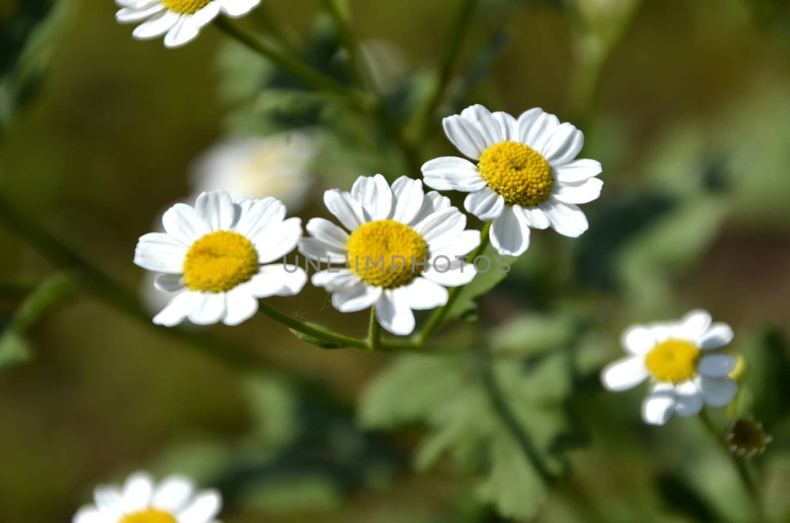 Flowers of our planet