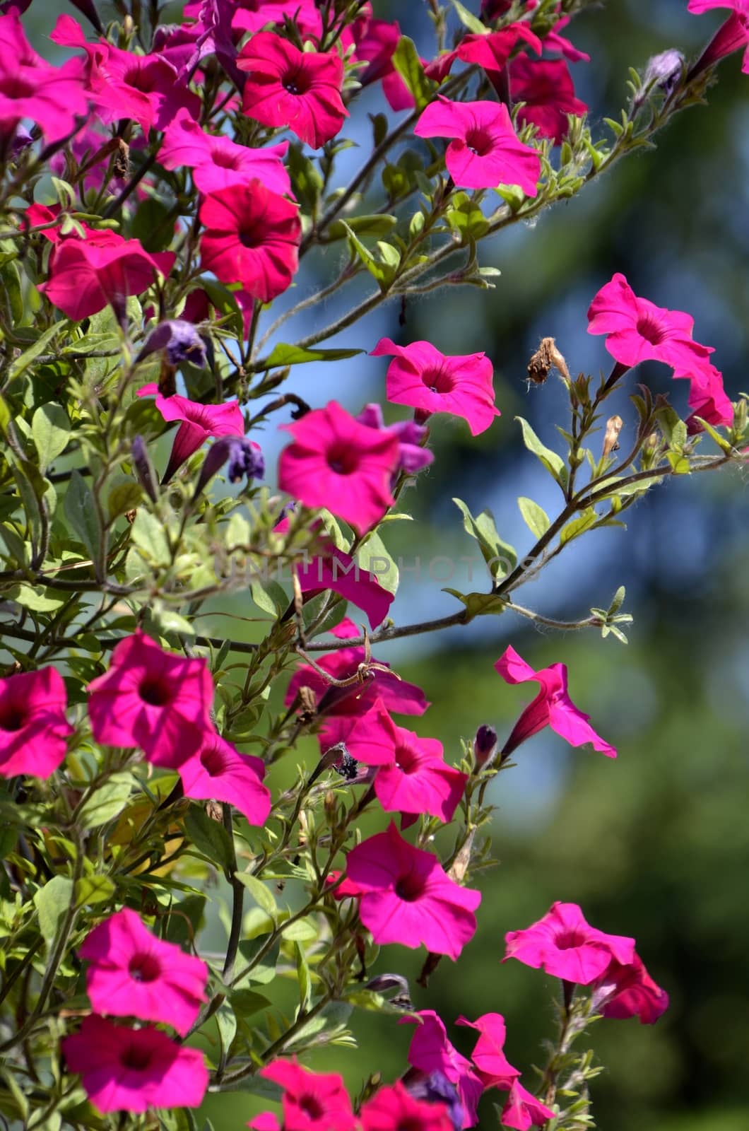 Flowers of our planet