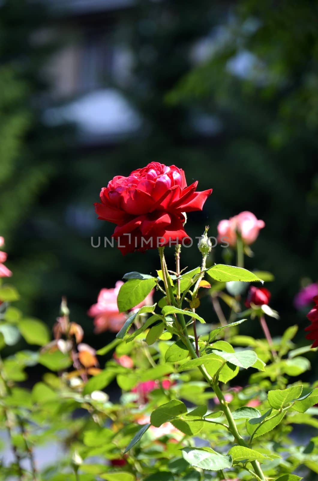 Flowers of our planet