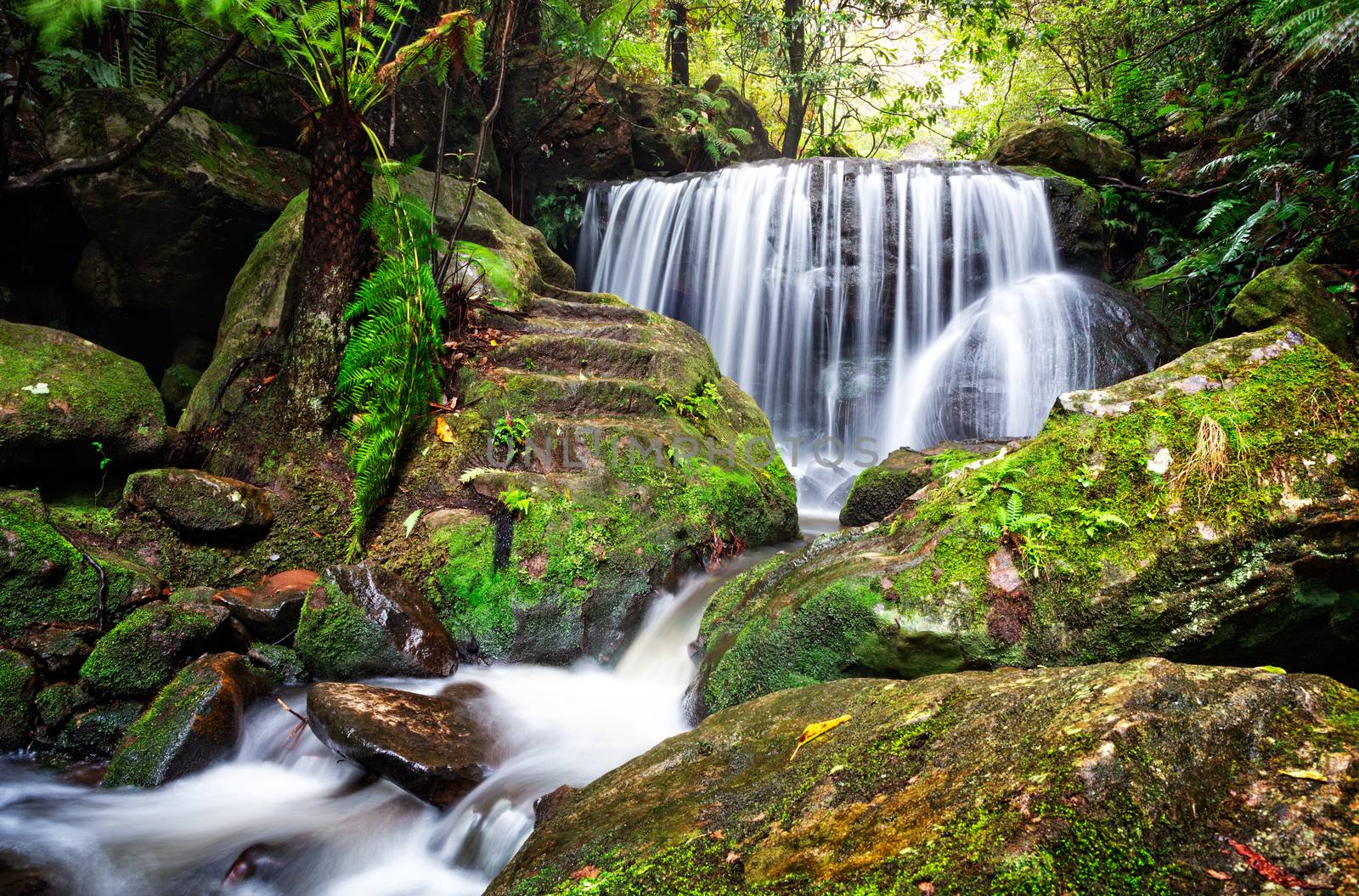 Tranquil waterfall cascades over a rock ledge and past  lush ferns and moss covered rocks