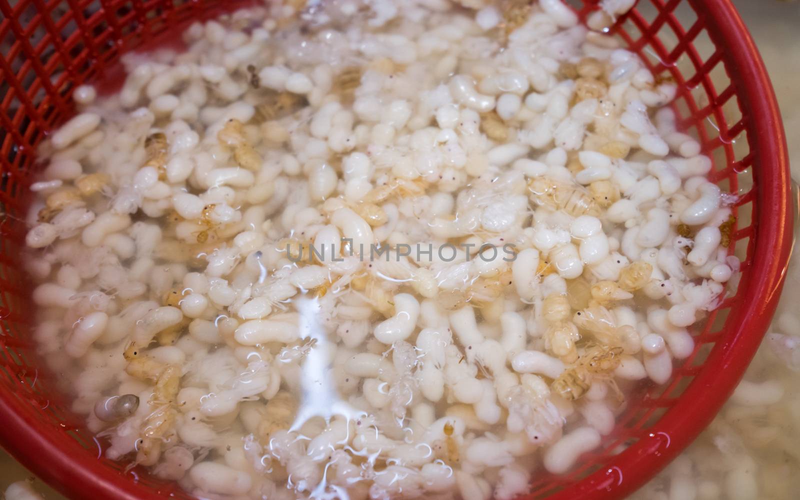 red ant egg in basket water