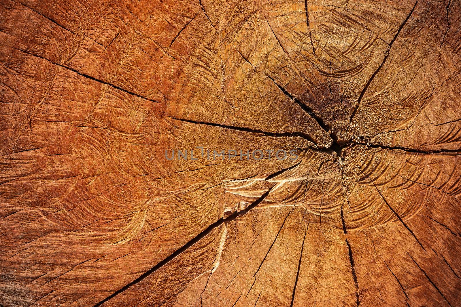 Close up texture of cutting timber by chainsaw. Concept campaign of Global warming and forest preservation.