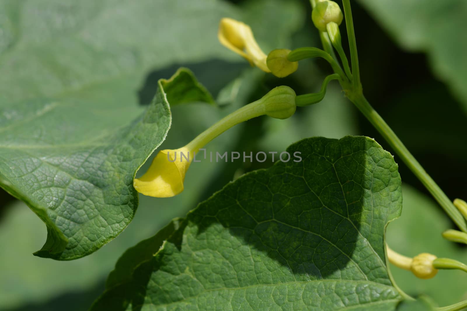 Common birthwort - Latin name - Aristolochia clematitis