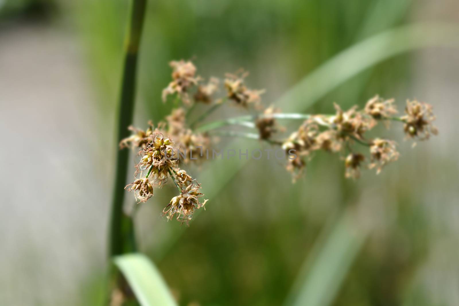 Swamp sawgrass - Latin name - Cladium mariscus