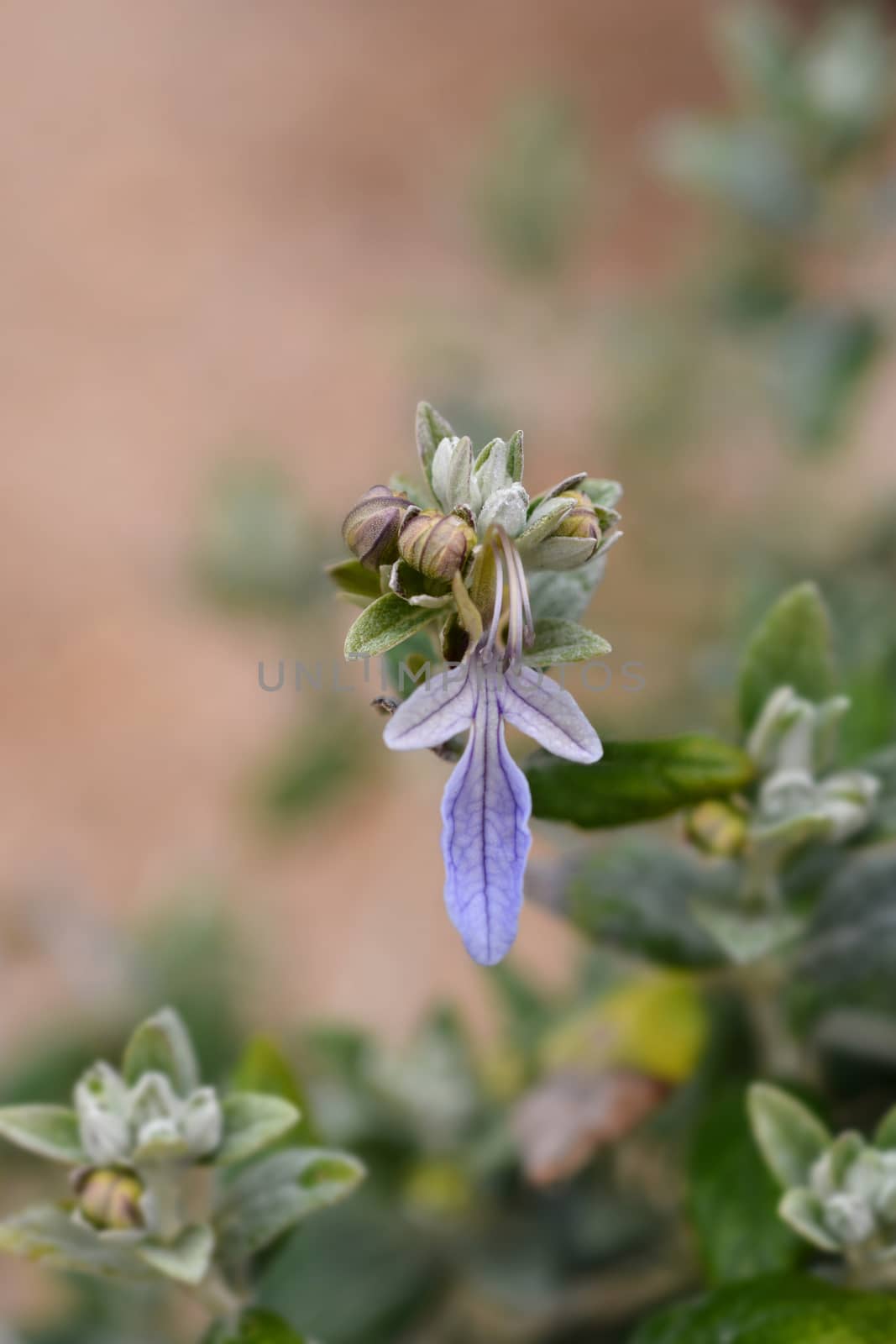 Tree germander - Latin name - Teucrium fruticans