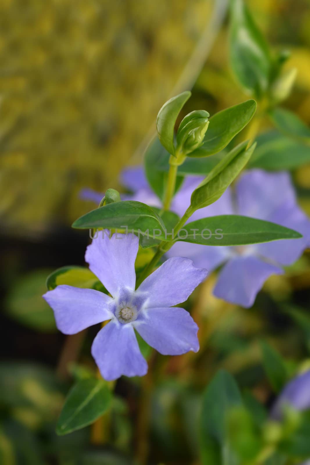 Lesser Periwinkle Illumination - Latin name - Vinca minor Illumination