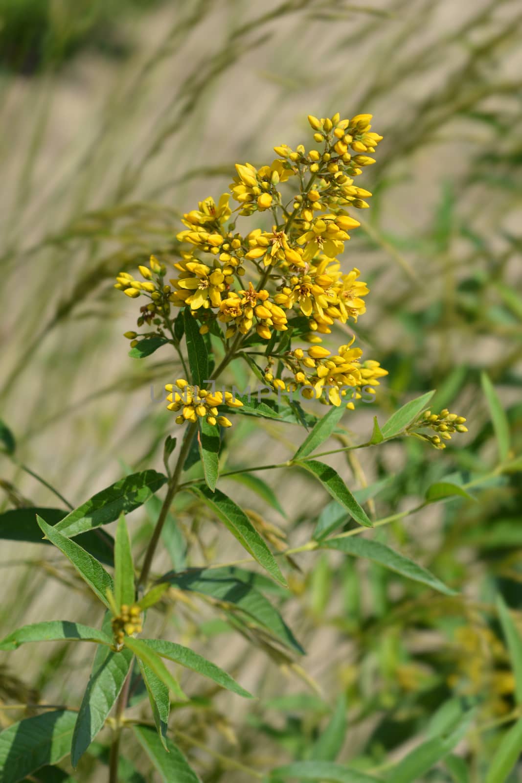 Garden loosestrife - Latin name - Lysimachia vulgaris