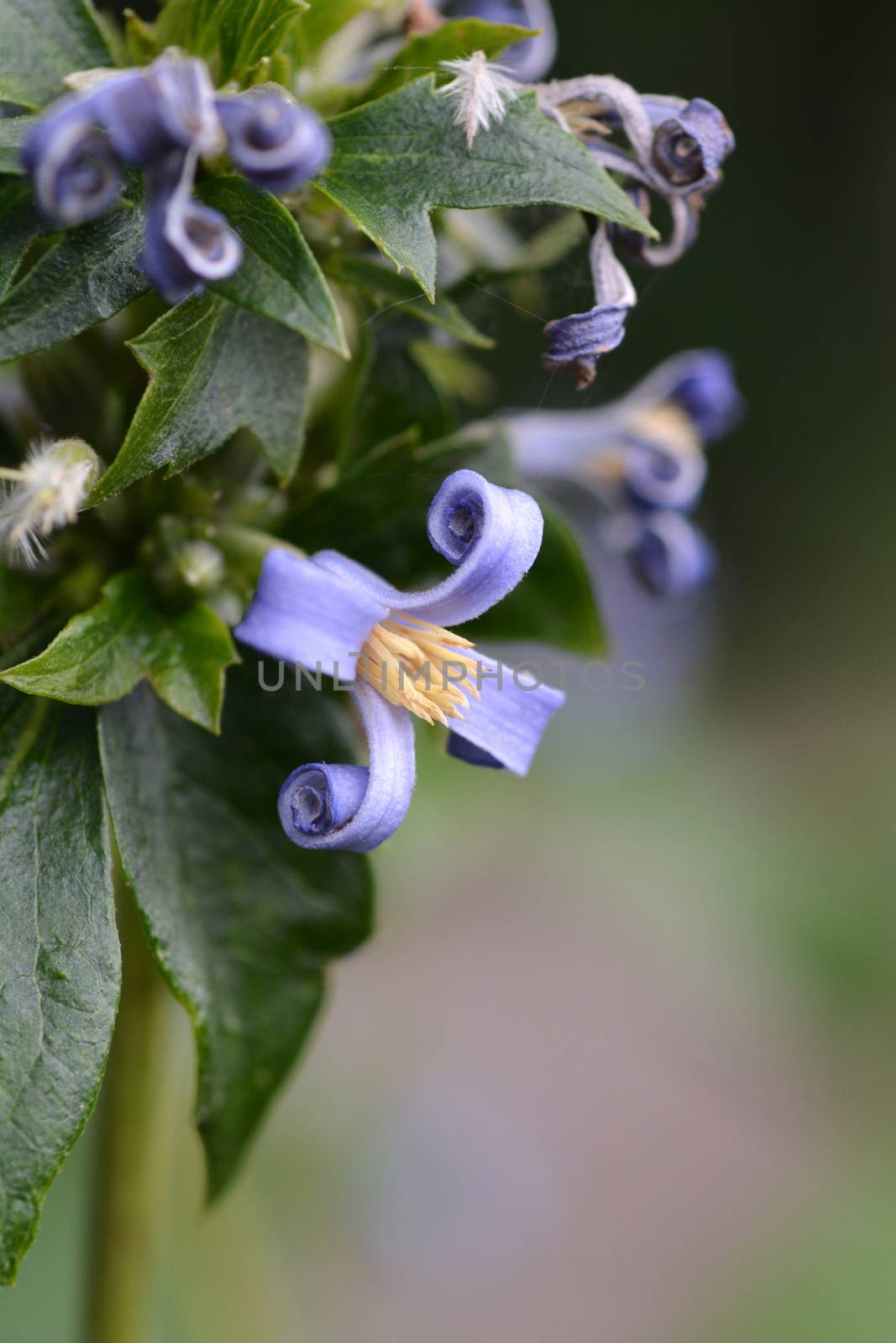 Tube clematis by nahhan