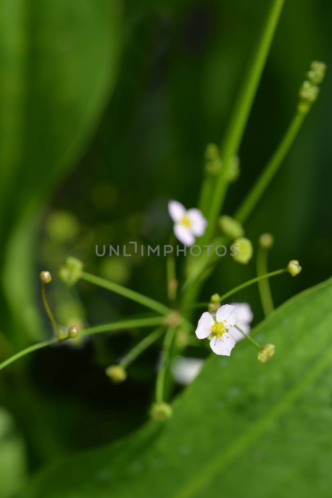 Common water plantain by nahhan