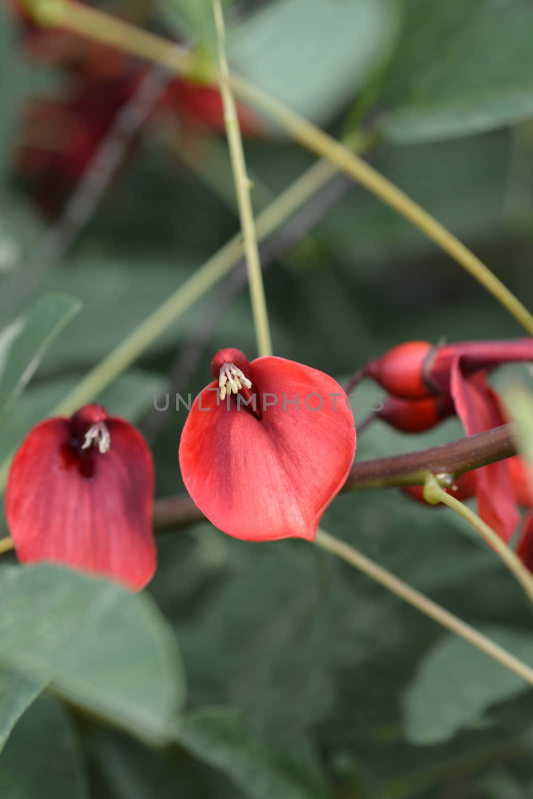 Cockspur coral tree - Latin name - Erythrina crista-galli