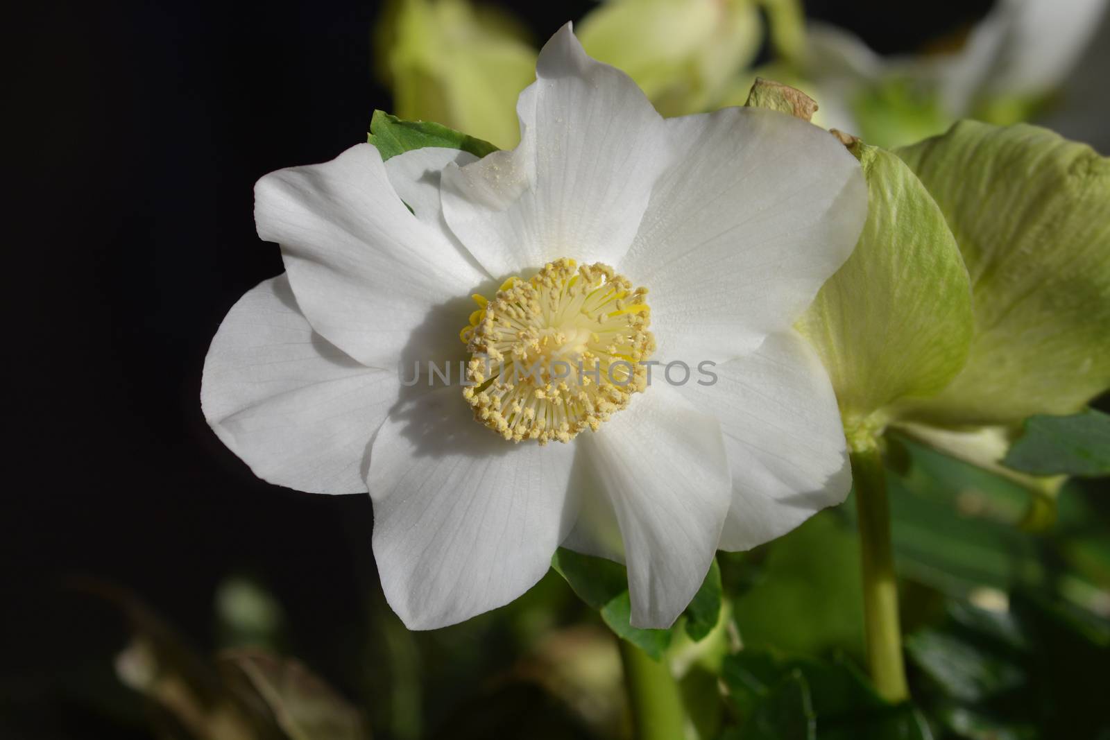 Christmas rose WinterSun - Latin name - Helleborus niger WinterSun