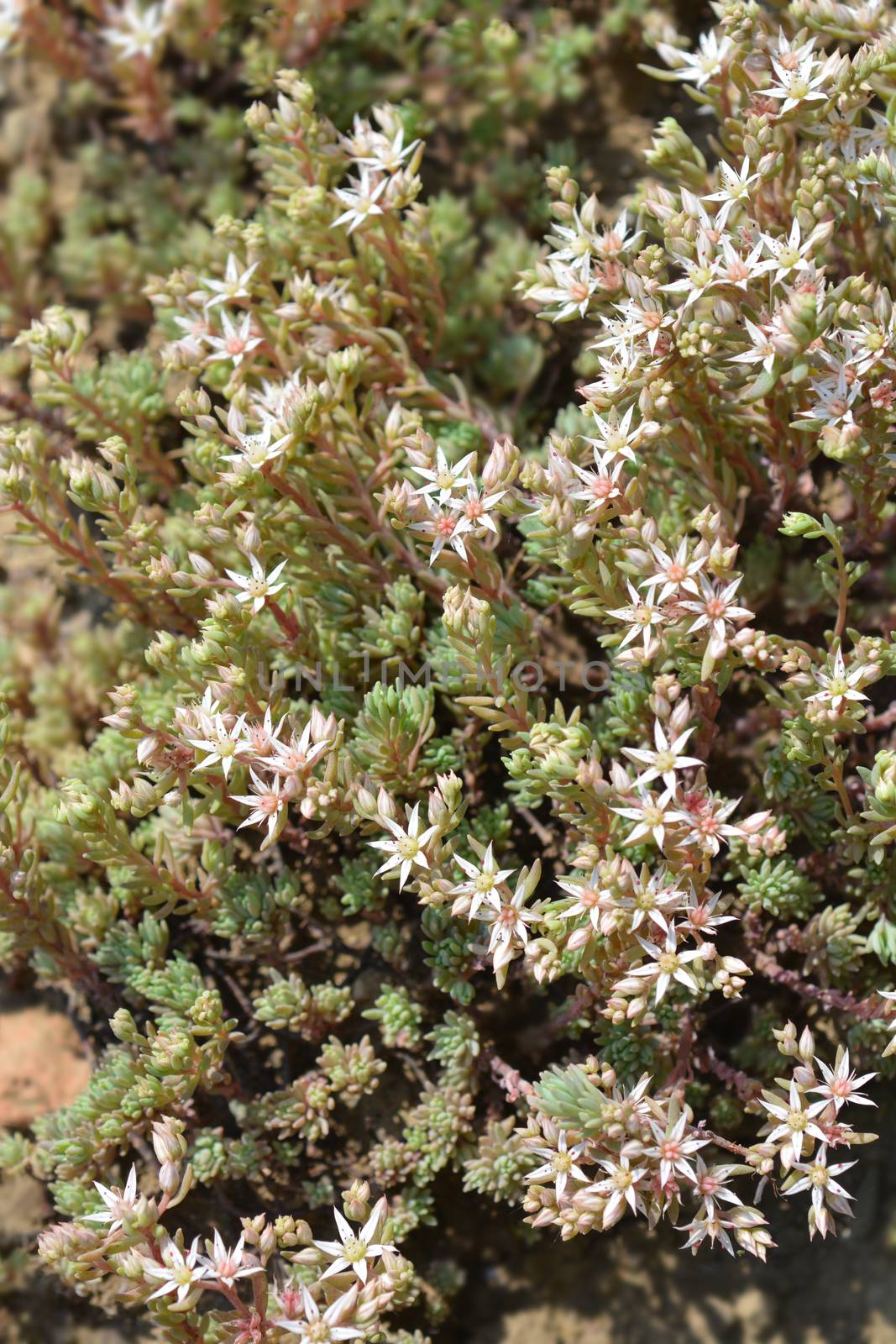 Spanish stonecrop - Latin name - Sedum hispanicum