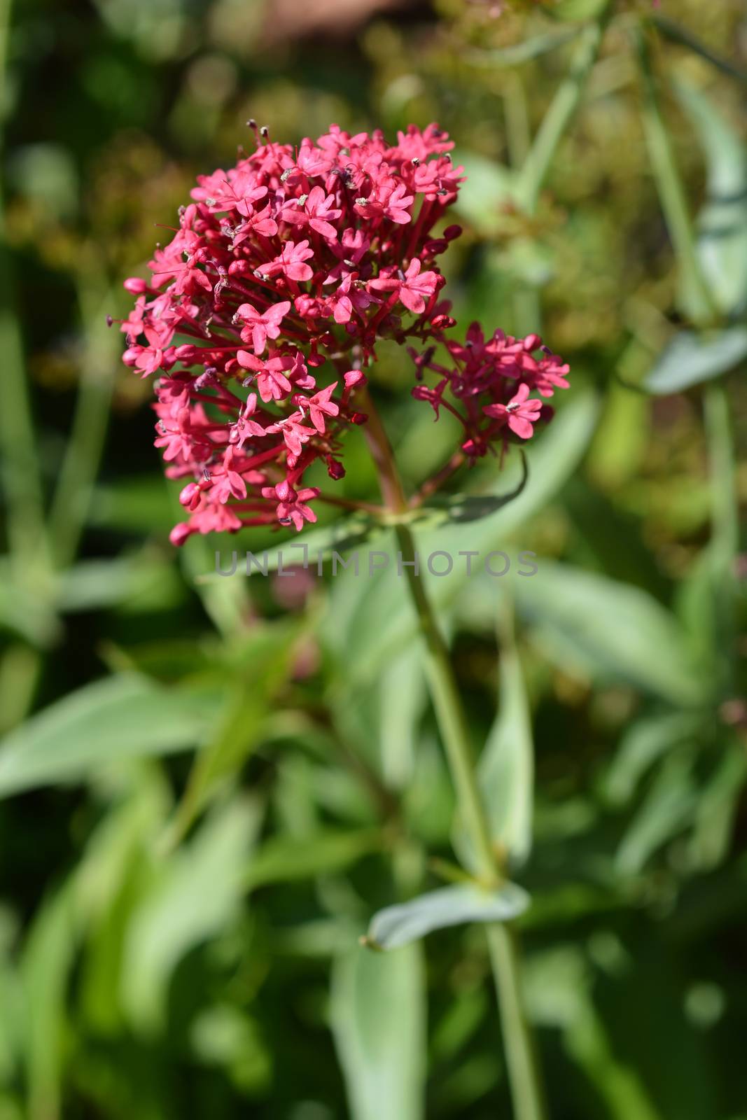 Red valerian - Latin name - Centranthus ruber