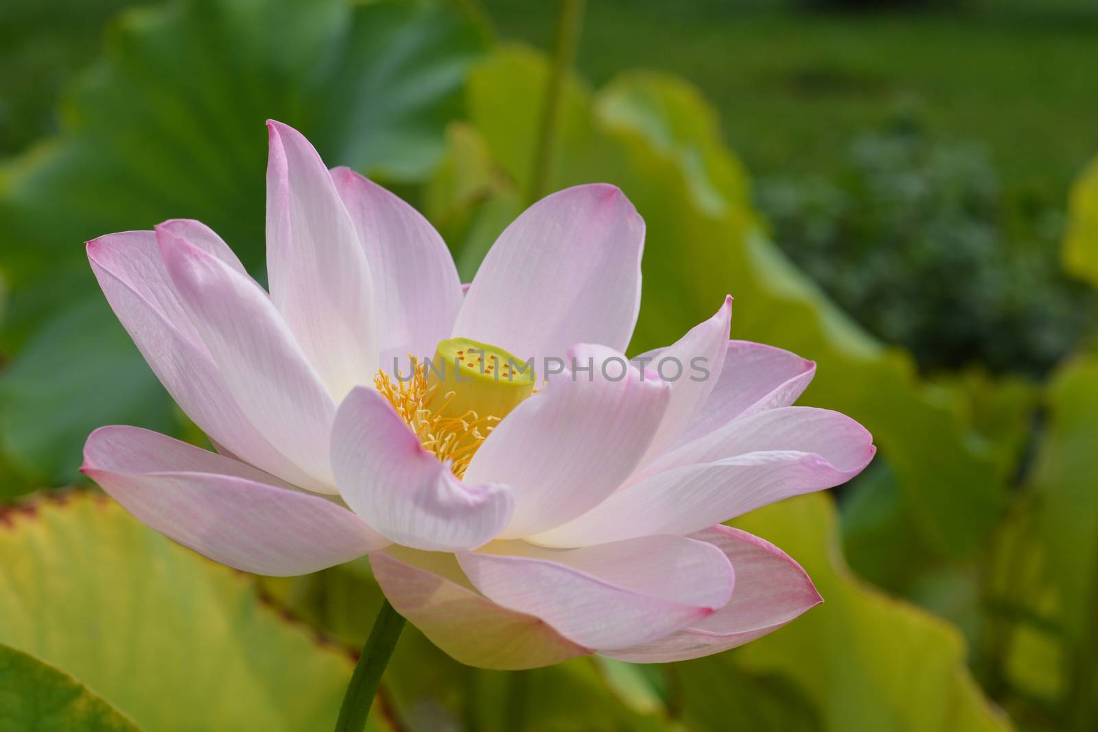 Sacred lotus flower - Latin name - Nelumbo nucifera