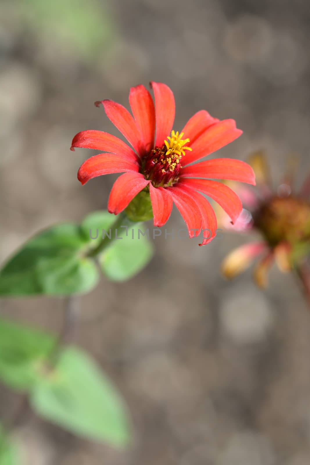 Peruvian zinnia - Latin name - Zinnia peruviana