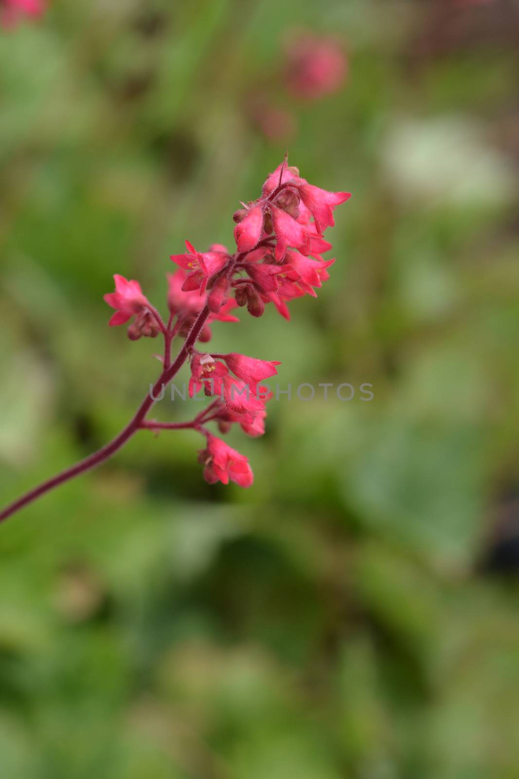 Ruby Bells - Latin name - Heuchera sanguinea Ruby Bells