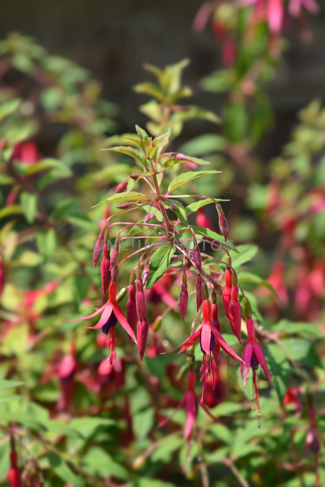 Hardy Fuchsia - Latin name - Fuchsia magellanica var. gracilis