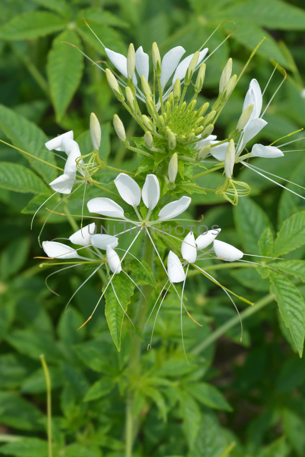 Spider flower Helen Campbell - Latin name - Cleome hassleriana Helen Campbell