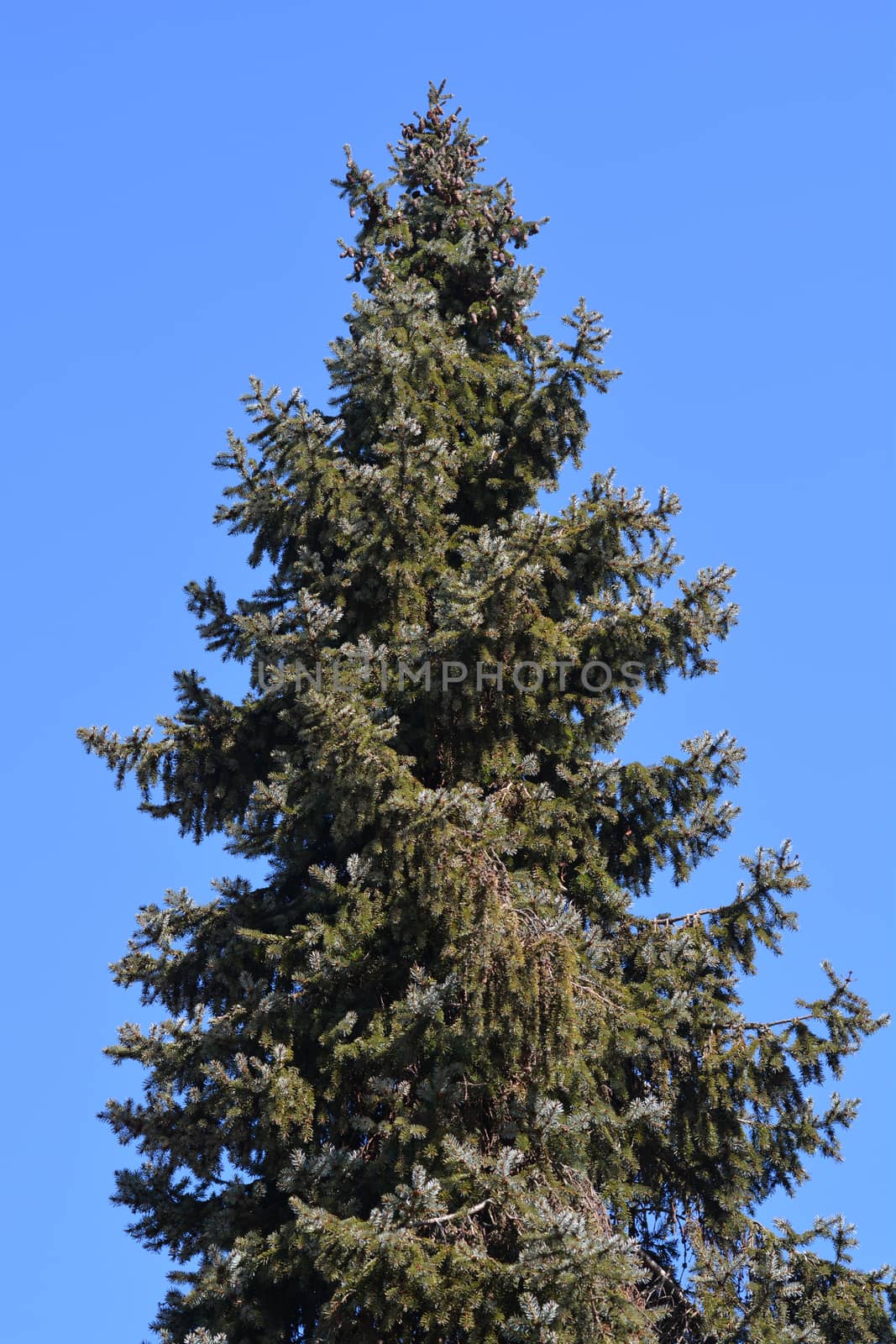 Serbian spruce - Latin name - Picea omorika