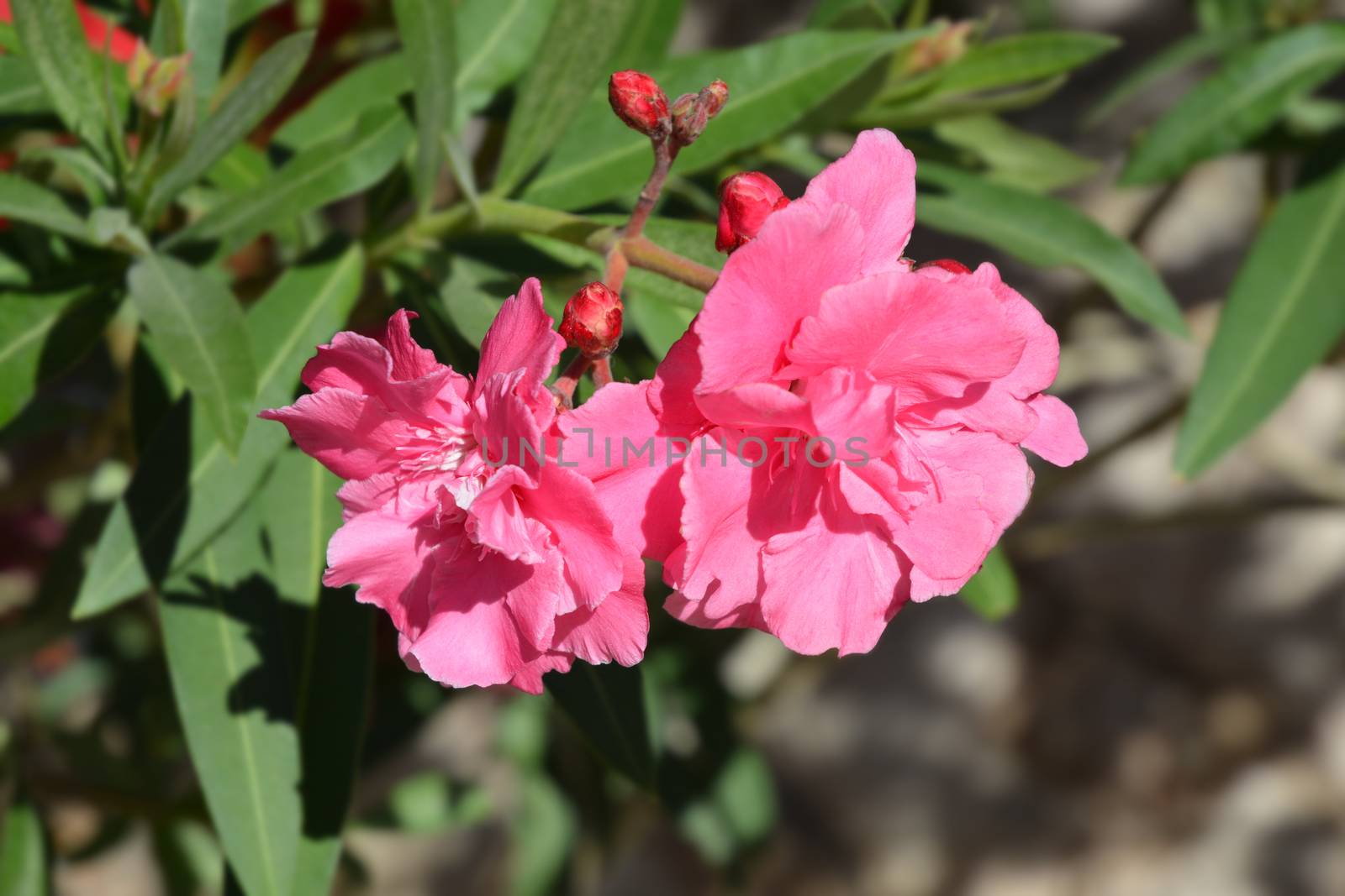 Common oleander pink double bloom flowers - Latin name - Nerium oleander