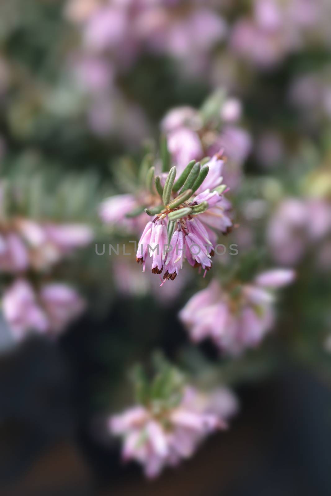 Darley Dale heath - Latin name - Erica * darleyensis