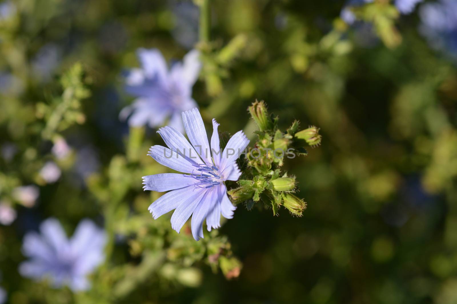 Wild chicory by nahhan