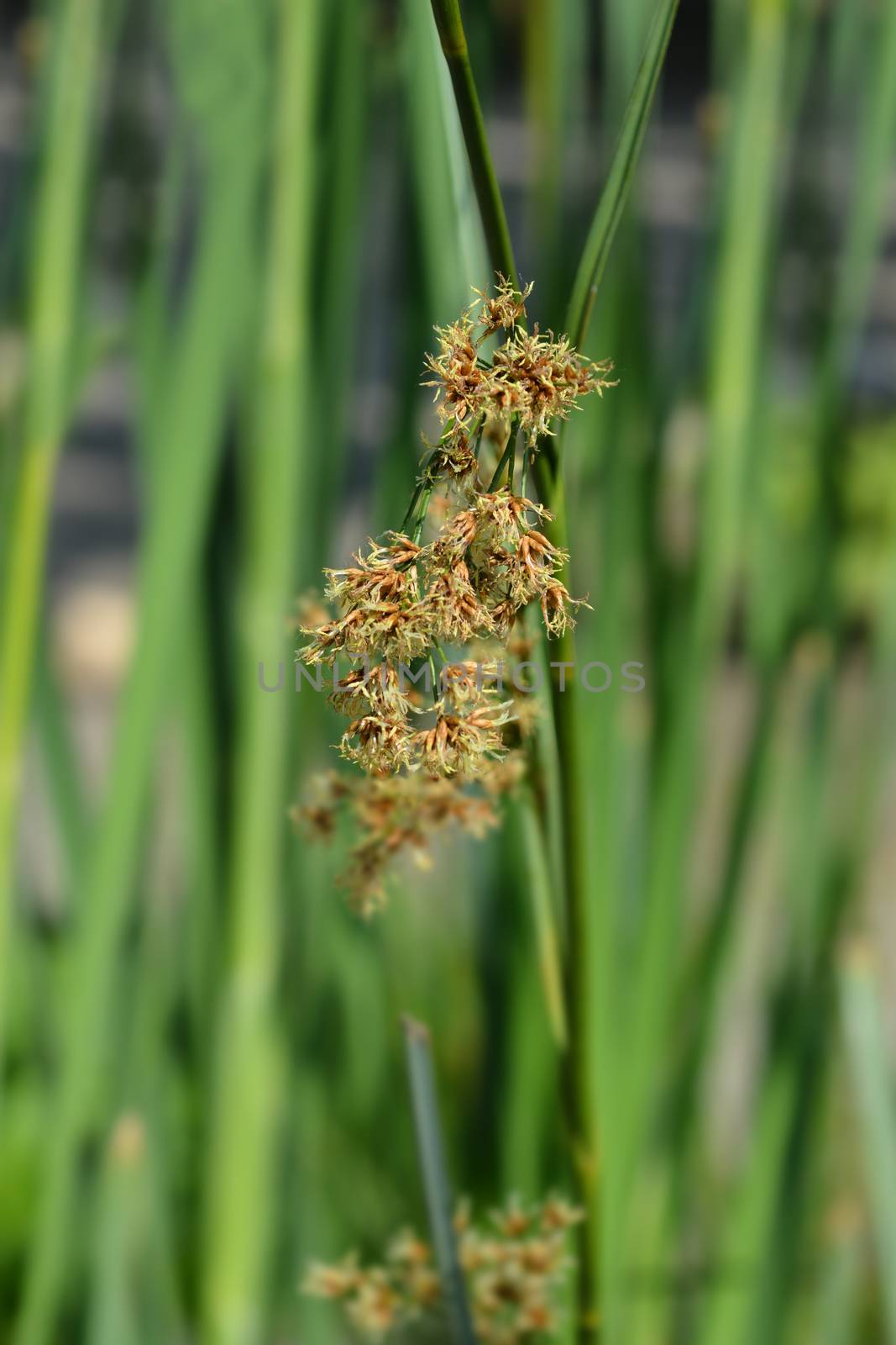 Swamp sawgrass - Latin name - Cladium mariscus