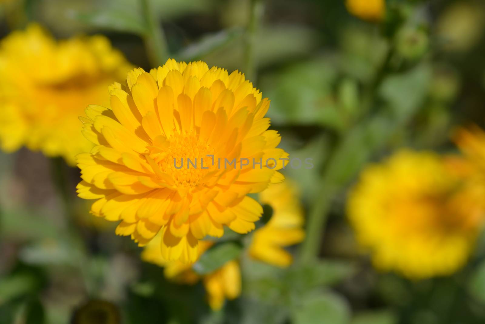 Garden marigold - Latin name - Calendula officinalis