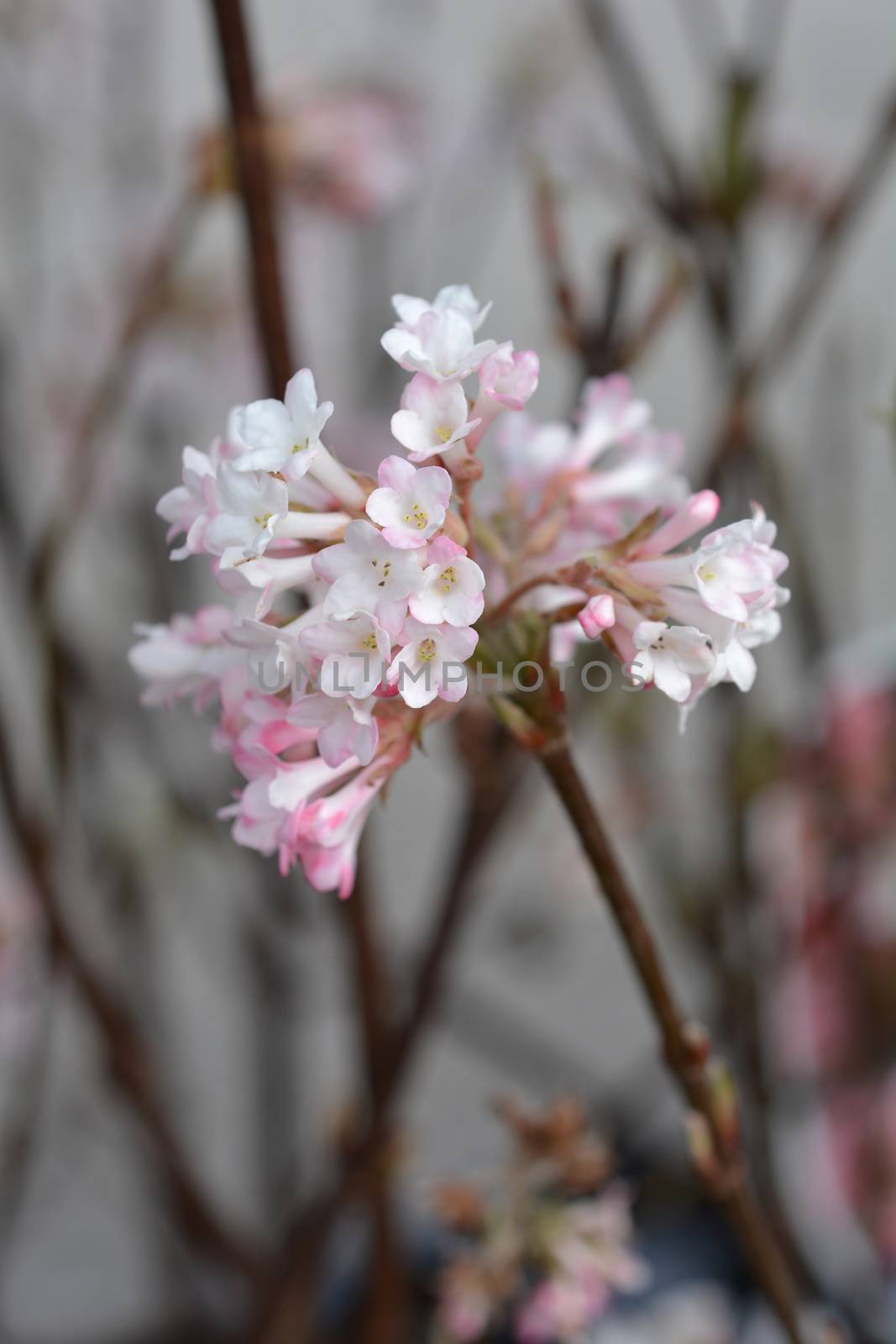 Arrowwood Dawn - Latin name - Viburnum * bodnantense Dawn