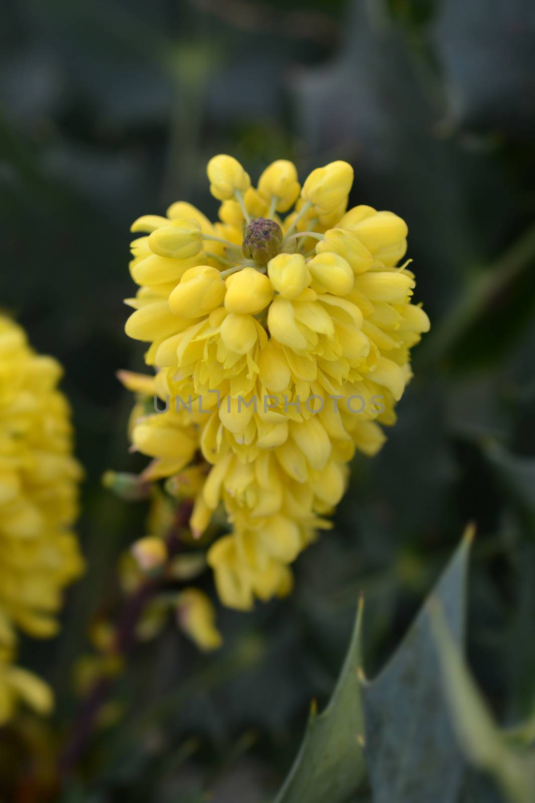 Oregon grape Charity by nahhan