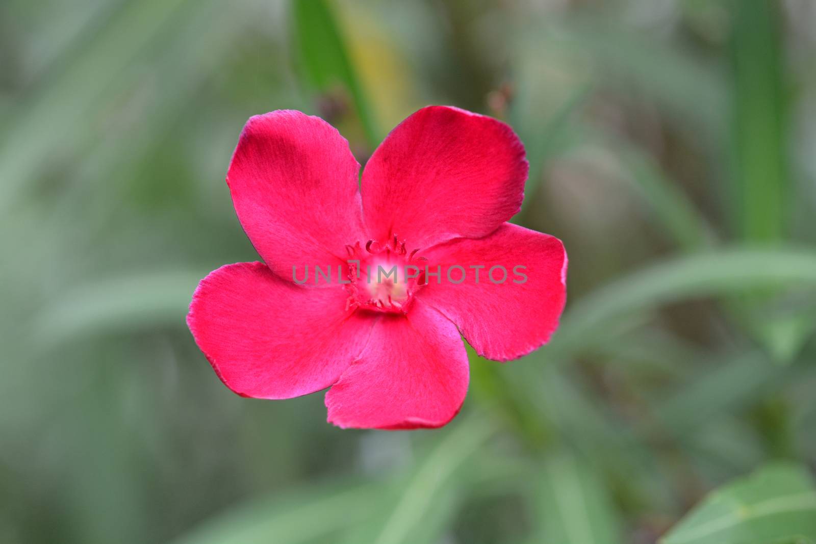 Common oleander pink flower - Latin name - Nerium oleander