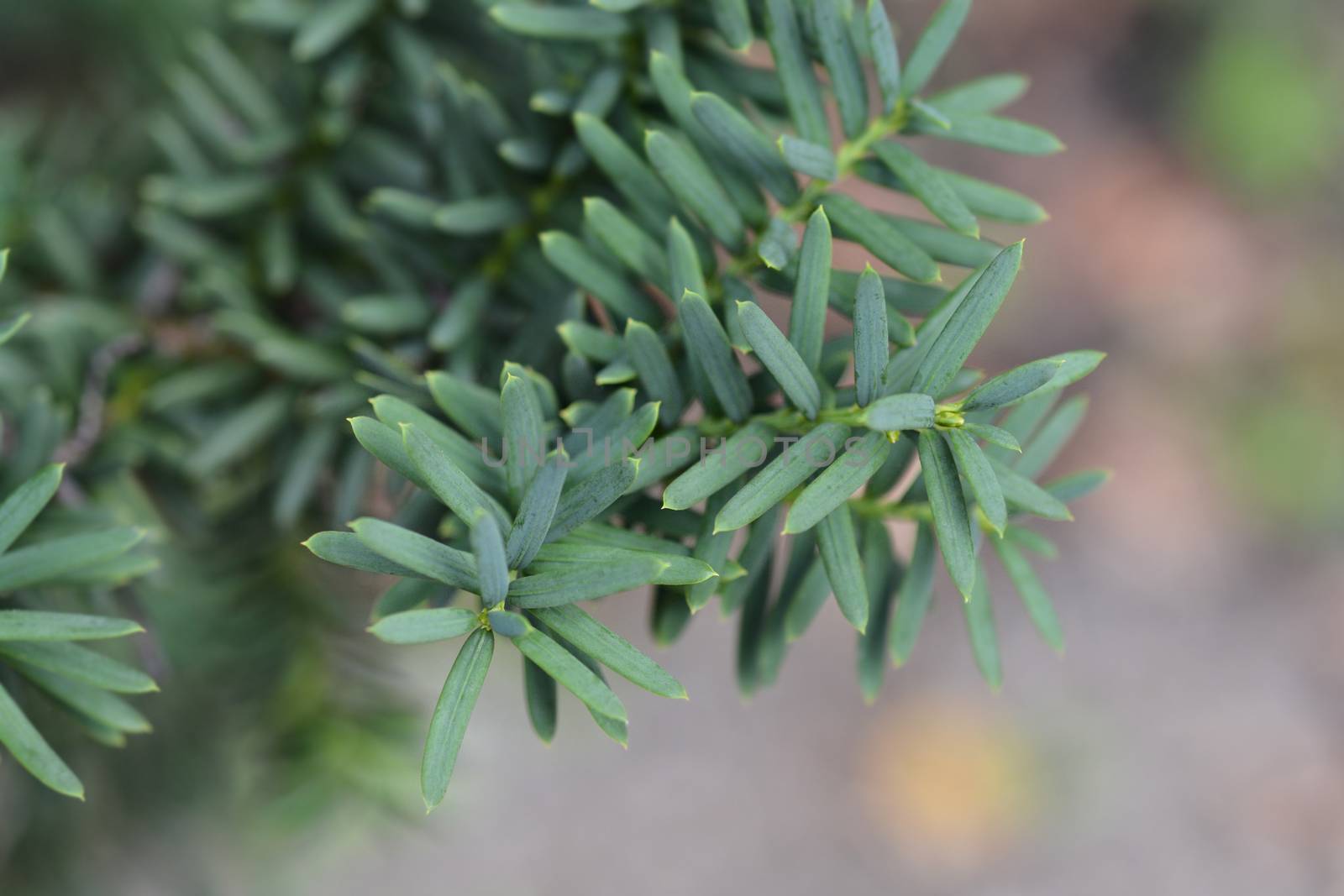 Irish Yew - Latin name - Taxus baccata