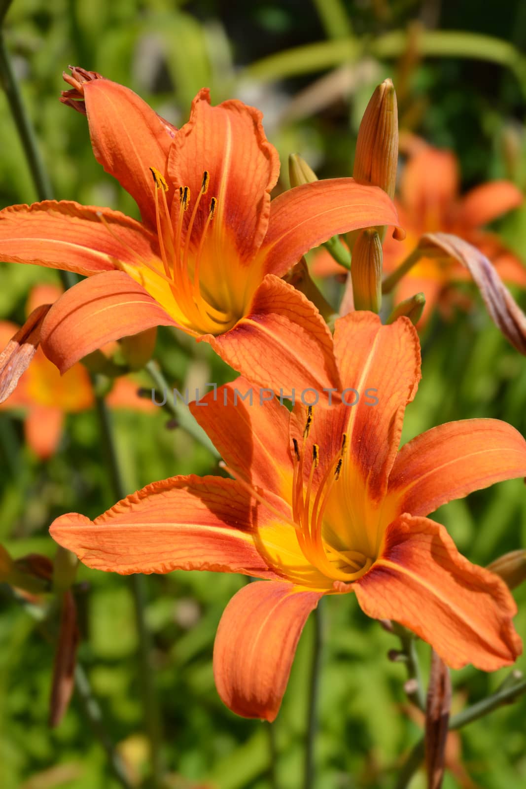 Orange daylily by nahhan