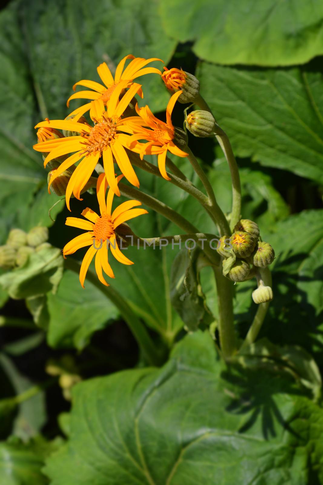 Leopard plant - Latin name - Ligularia dentata