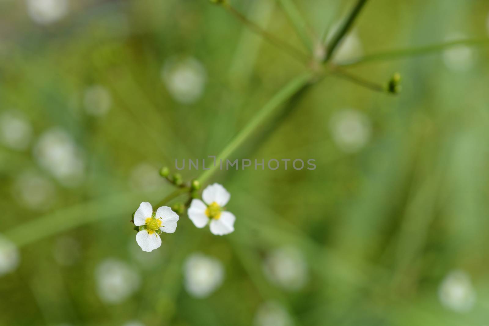 Common water plantain by nahhan