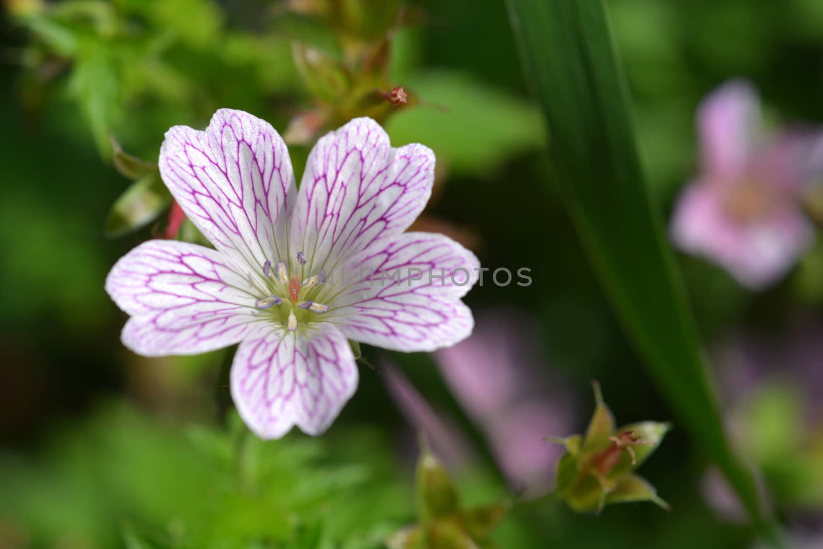 French cranesbill Rose Clair by nahhan