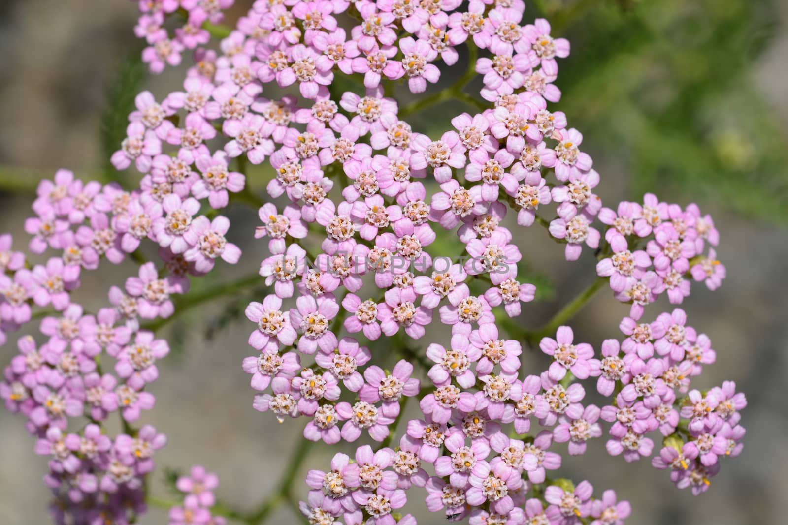 Pink Yarrow - Latin name - Achillea millefolium
