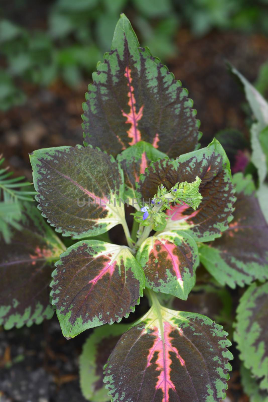 Painted nettle leaves - Latin name - Plectranthus scutellarioides (Solenostemon scutellarioides)