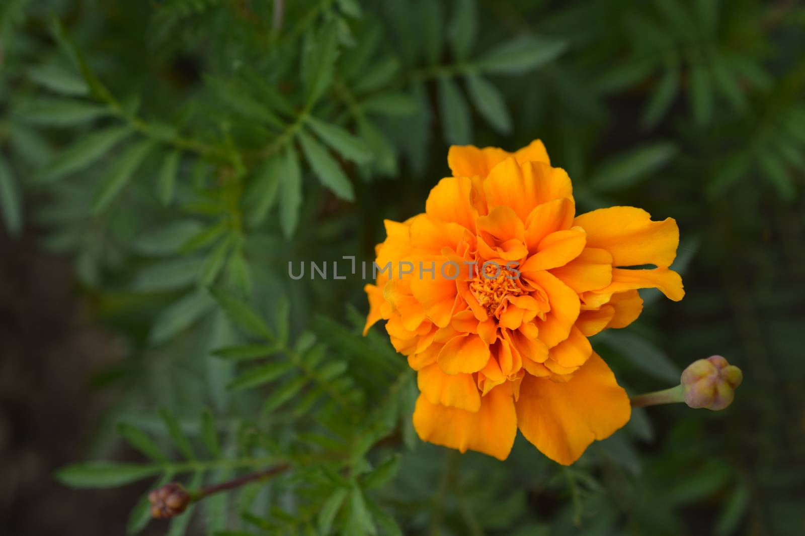 French marigold - Latin name - Tagetes patula
