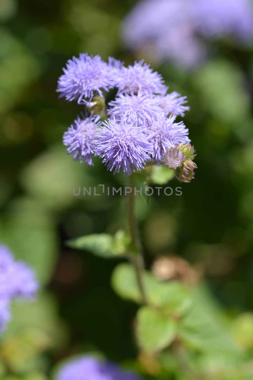 Floss Flower - Latin name - Ageratum houstonianum