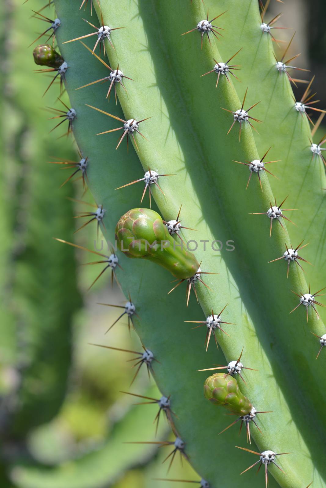 Peruvian apple cactus by nahhan