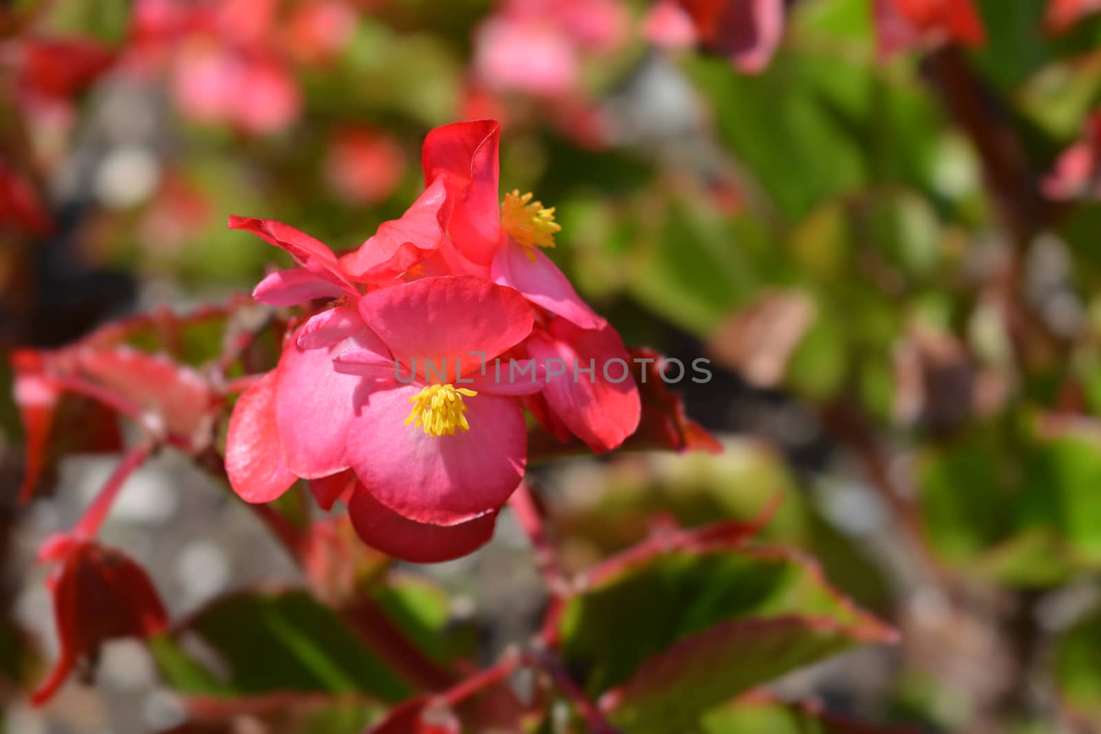 Wax begonia - Latin name - Begonia semperflorens