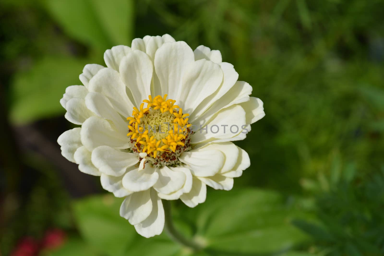 White common zinnia - Latin name - Zinnia elegans