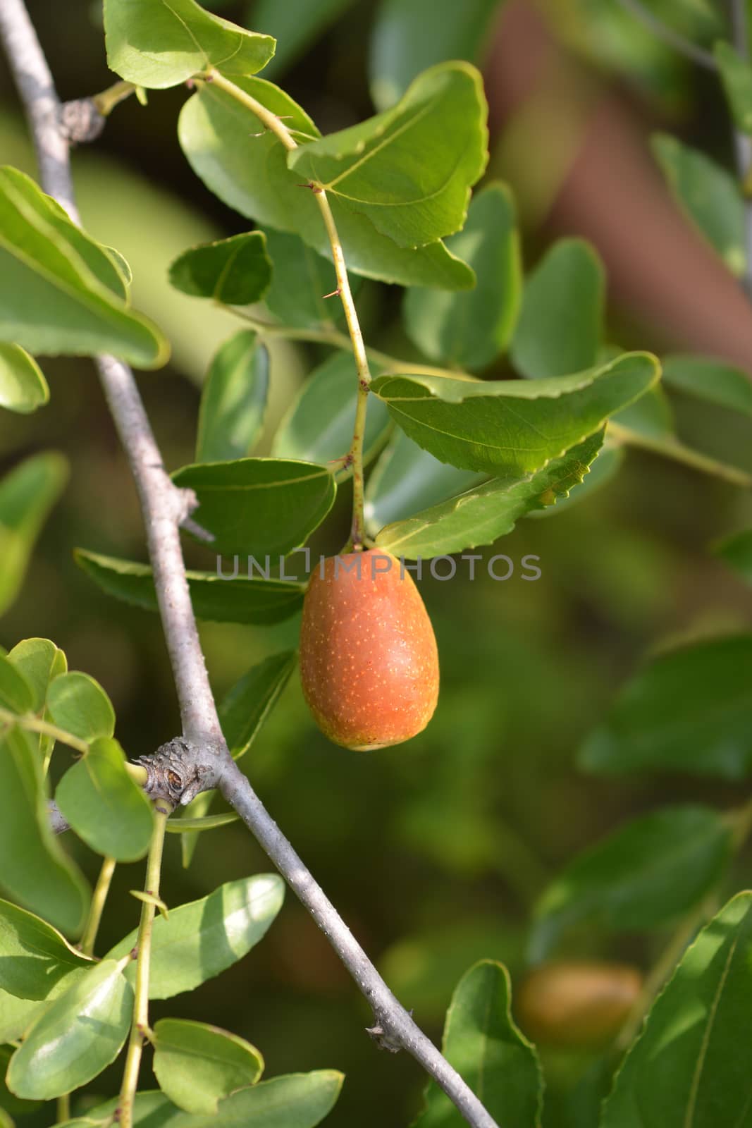 Jujube fruit - Latin name - Ziziphus jujuba