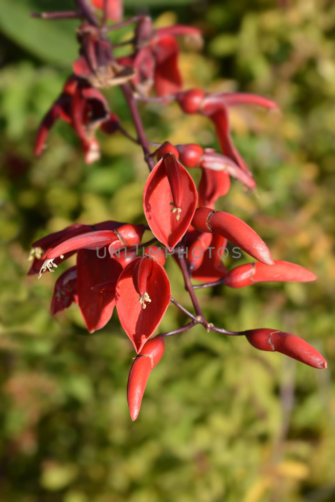 Cockspur coral tree - Latin name - Erythrina crista-galli