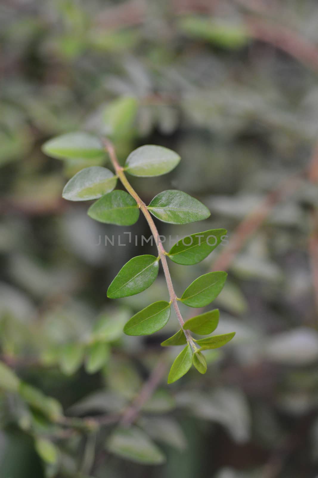 Shrubby honeysuckle Maigrun - Latin name - Lonicera ligustrina var. yunnanensis Maigrun (Lonicera nitida Maigrun)