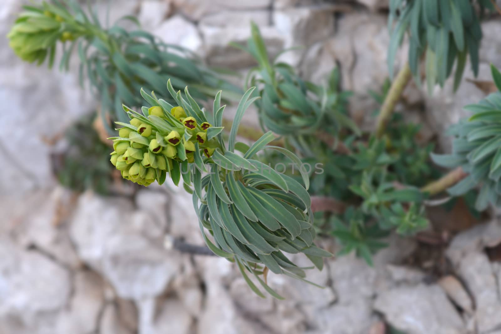 Mediterranean spurge - Latin name - Euphorbia characias