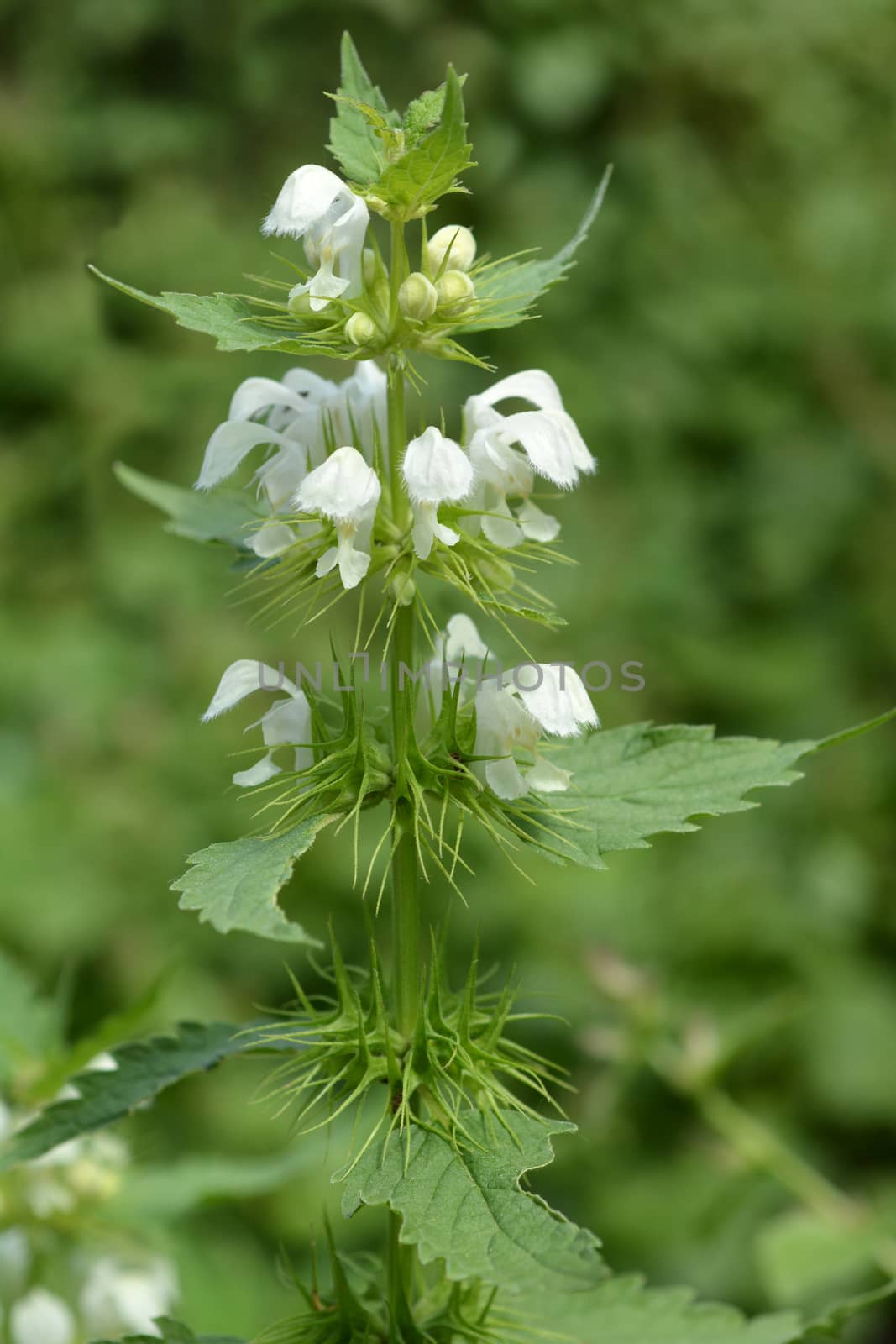 White archangel - Latin name - Lamium album